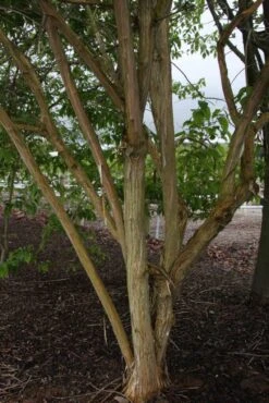 Heptacodium Miconioides -Tree Furnish Store 11717 1 1 683x1024 1