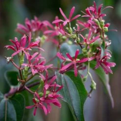 Heptacodium Miconioides -Tree Furnish Store 11717 14646 6c42 1024x1024 1