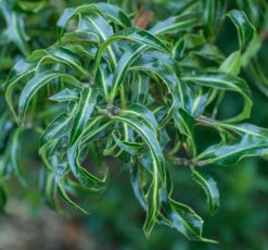 Ilex Aquifolium 5 Ilex Aquifolium -Tree Furnish Store 11723