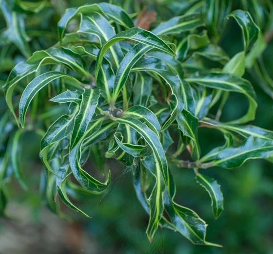 Ilex Aquifolium 4 Ilex Aquifolium - Image 2