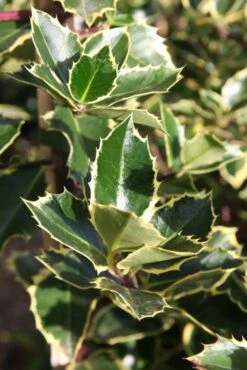 Ilex Aquifolium ‘Argentea Marginata’ 7 Ilex Aquifolium ‘Argentea Marginata’ -Tree Furnish Store 11724 1 683x1024 1