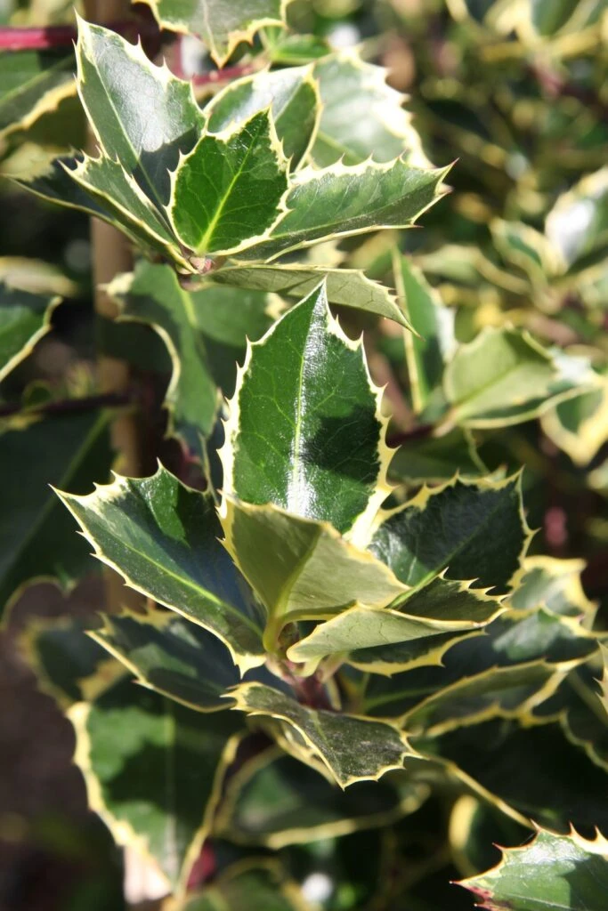 Ilex Aquifolium ‘Argentea Marginata’ 4 Ilex Aquifolium ‘Argentea Marginata’ - Image 2