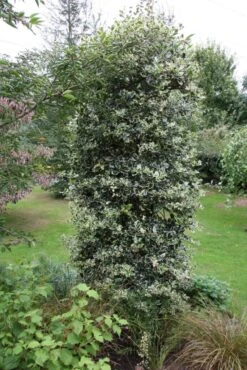 Ilex Aquifolium ‘Argentea Marginata’ 9 Ilex Aquifolium ‘Argentea Marginata’ -Tree Furnish Store 11724 1 1 683x1024 1