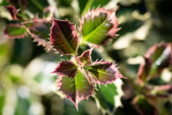 Ilex Aquifolium ‘Argentea Marginata’ 8 Ilex Aquifolium ‘Argentea Marginata’ -Tree Furnish Store 11724 13516 3188 1024x683 1