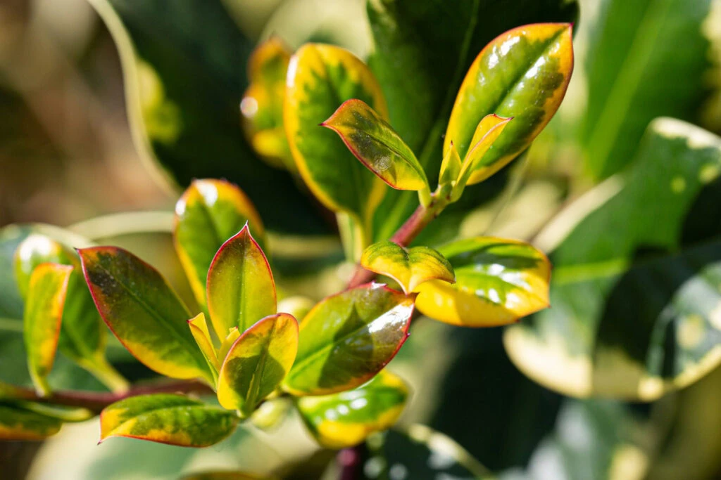 Ilex X Altaclerensis ‘Golden King’ 4 Ilex X Altaclerensis ‘Golden King’ - Image 2