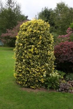 Ilex X Altaclerensis ‘Golden King’ 7 Ilex X Altaclerensis ‘Golden King’ -Tree Furnish Store 11726 2 1 683x1024 1