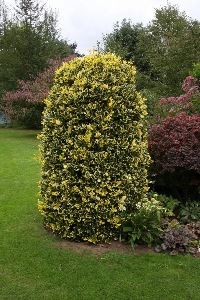 Ilex X Altaclerensis ‘Golden King’ 5 Ilex X Altaclerensis ‘Golden King’ - Image 3