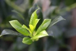 Ilex Aquifolium ‘J.C. Van Tol’ 7 Ilex Aquifolium ‘J.C. Van Tol’ -Tree Furnish Store 11727 1024x683 1