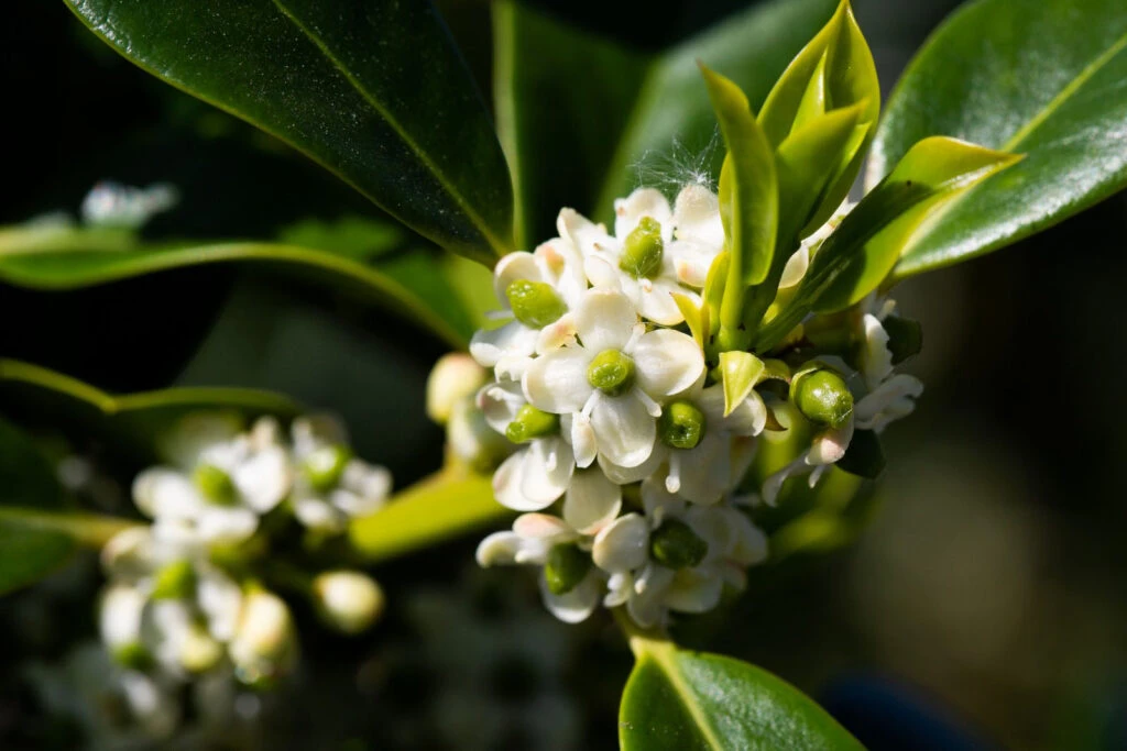 Ilex Aquifolium ‘J.C. Van Tol’ 4 Ilex Aquifolium ‘J.C. Van Tol’ - Image 2