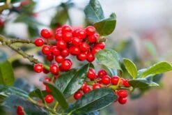 Ilex Aquifolium ‘J.C. Van Tol’