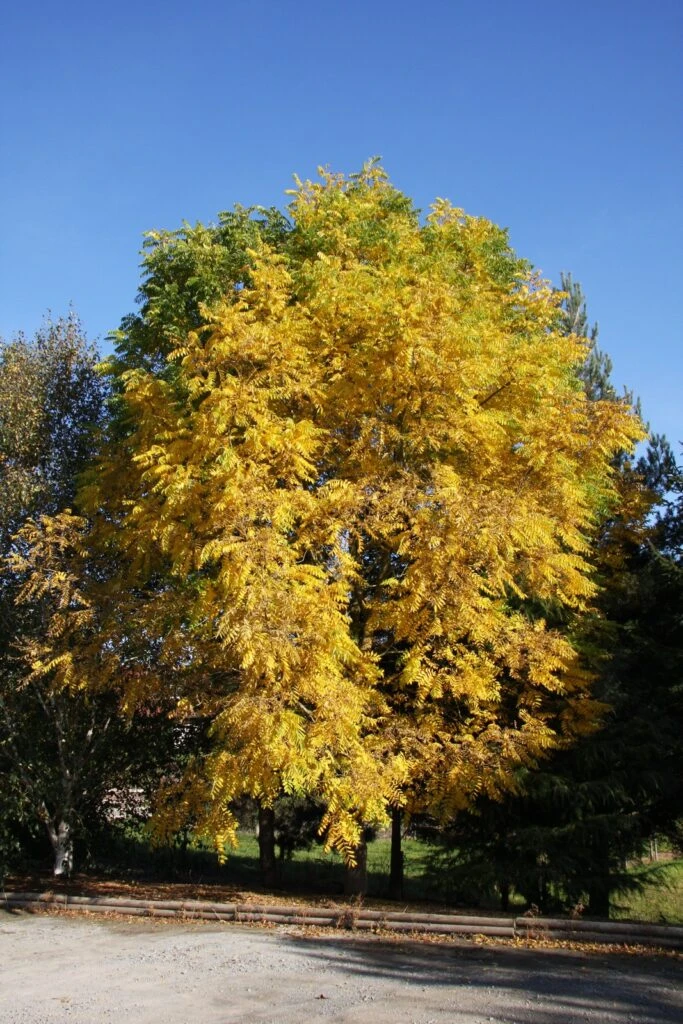 Juglans Nigra 3 Juglans Nigra