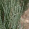 Juniperus Scopulorum ‘Blue Arrow’ 1 Juniperus Scopulorum ‘Blue Arrow’ -Tree Furnish Store 11734 14724 fc44 683x1024 1