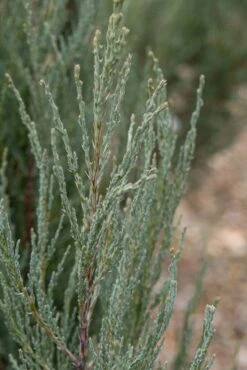 Juniperus Scopulorum ‘Blue Arrow’