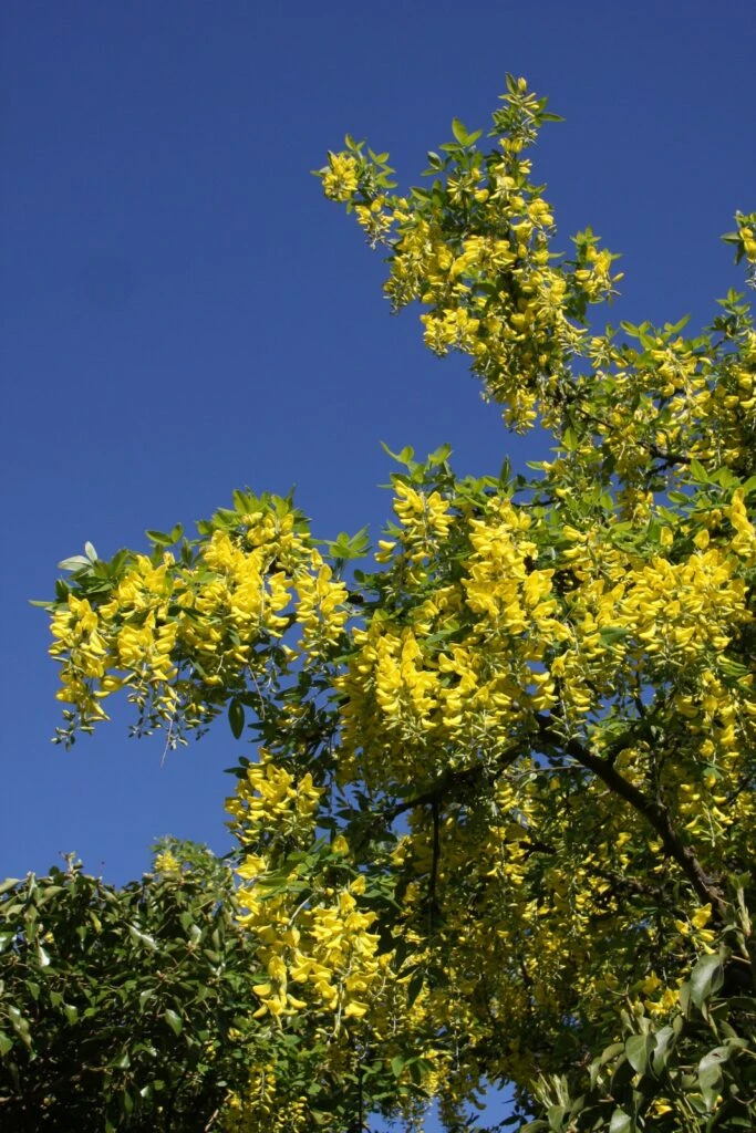 Laburnum X Waterii ‘Vossii’ 3 Laburnum X Waterii ‘Vossii’