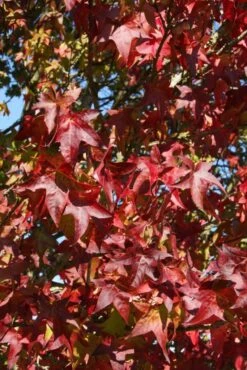Liquidambar Styraciflua ‘Lane Roberts’ 5 Liquidambar Styraciflua ‘Lane Roberts’ -Tree Furnish Store 11748 1 1 683x1024 1