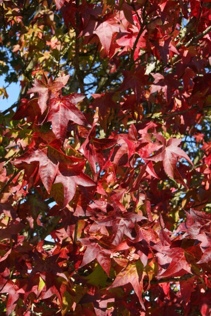 Liquidambar Styraciflua ‘Lane Roberts’ 4 Liquidambar Styraciflua ‘Lane Roberts’ - Image 2
