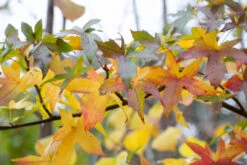 Liquidambar Styraciflua ‘Palo Alto’