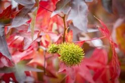 Liquidambar Styraciflua ‘Slender Silhouette’ -Tree Furnish Store 11751 14648 3ea4 1024x683 1