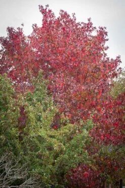 Liquidambar Styraciflua ‘Slender Silhouette’ -Tree Furnish Store 11751 14649 9c56 683x1024 1