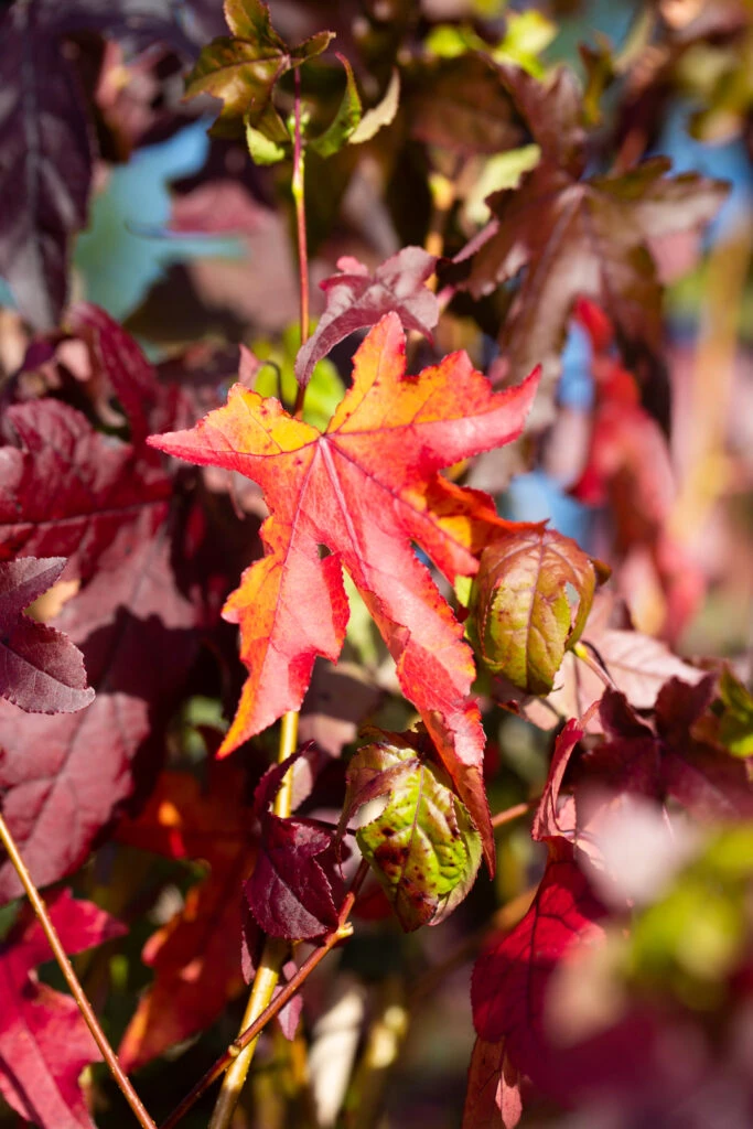 Liquidambar Styraciflua 3 Liquidambar Styraciflua