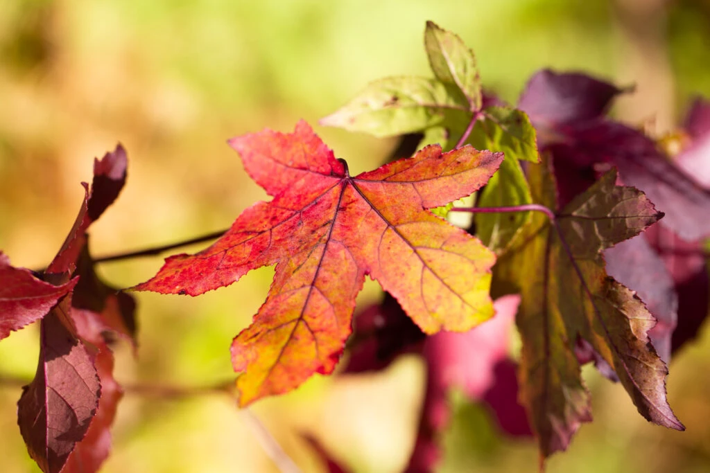 Liquidambar Styraciflua 5 Liquidambar Styraciflua - Image 3