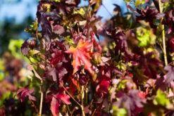 Liquidambar Styraciflua 6 Liquidambar Styraciflua -Tree Furnish Store 11753 12888 67a1 1 1024x683 1