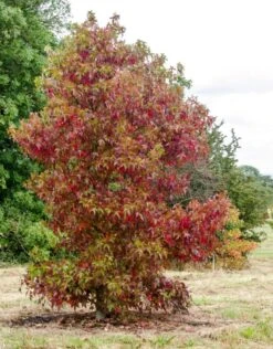 Liquidambar Styraciflua ‘Worplesdon’ -Tree Furnish Store 11754 1 1 800x1024 1