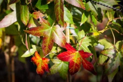 Liquidambar Styraciflua ‘Worplesdon’ -Tree Furnish Store 11754 12889 e072 1024x683 1