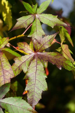 Liquidambar Styraciflua ‘Worplesdon’ -Tree Furnish Store 11754 12891 8bca 1 683x1024 1