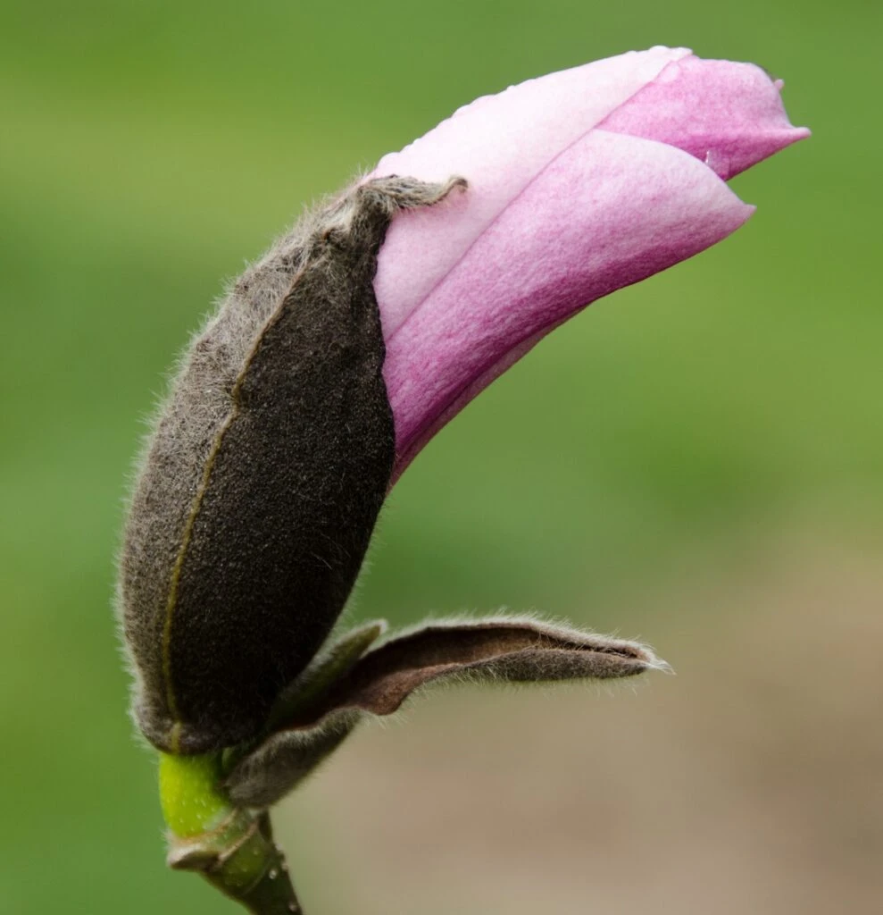 Magnolia ‘Heaven Scent’ 5 Magnolia ‘Heaven Scent’ - Image 3