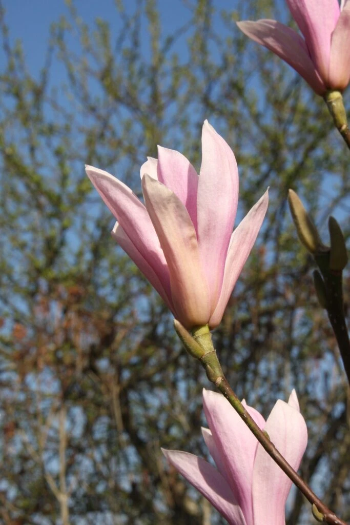 Magnolia ‘Heaven Scent’ 4 Magnolia ‘Heaven Scent’ - Image 2