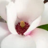 Magnolia ‘Heaven Scent’ 1 Magnolia ‘Heaven Scent’ -Tree Furnish Store 11761 13322 65b6 1024x683 1
