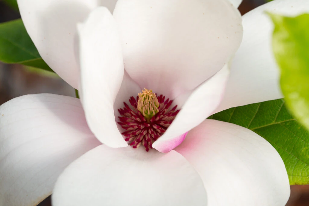 Magnolia ‘Heaven Scent’ 3 Magnolia ‘Heaven Scent’