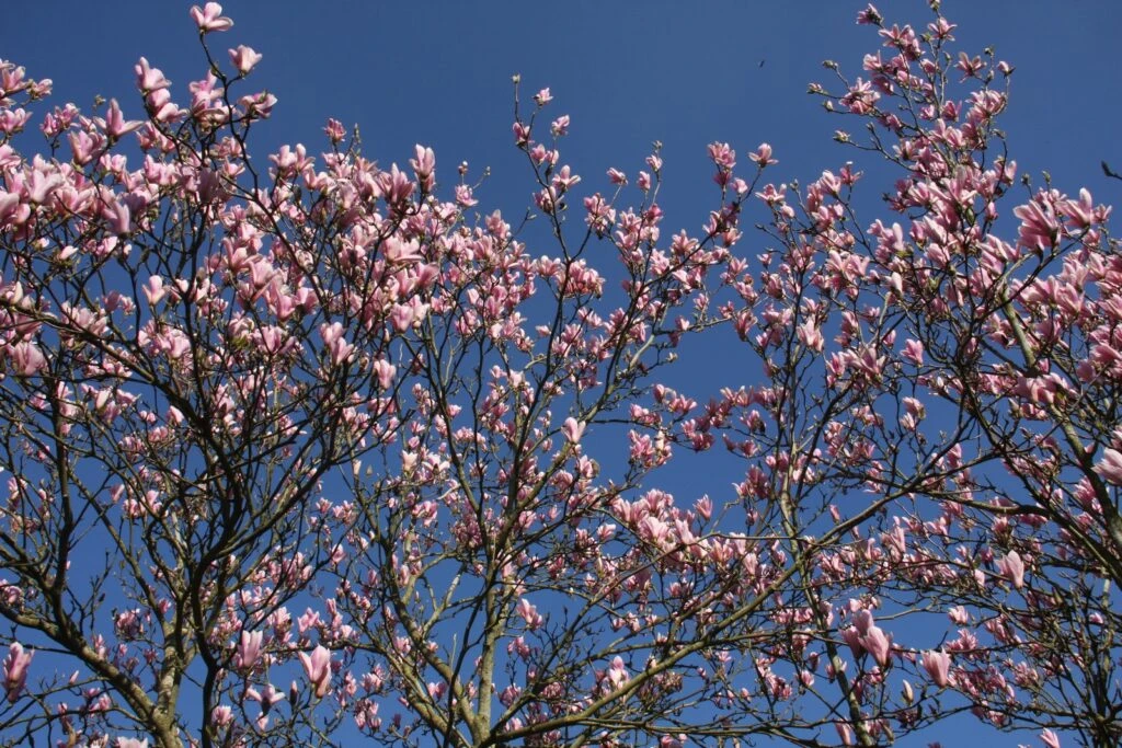Magnolia ‘Heaven Scent’ 6 Magnolia ‘Heaven Scent’ - Image 4
