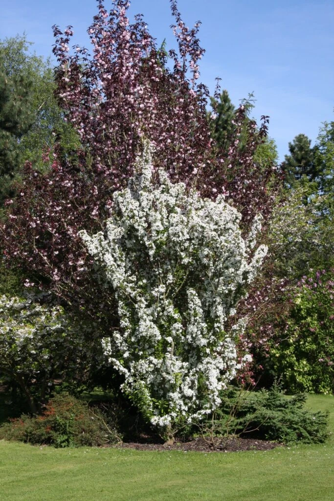 Malus ‘Admiration’ 6 Malus ‘Admiration’ - Image 4