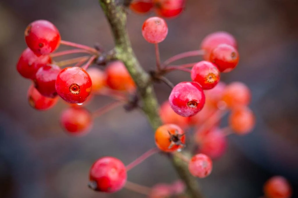 Malus ‘Admiration’ 3 Malus ‘Admiration’