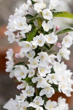 Malus ‘Admiration’ 8 Malus ‘Admiration’ -Tree Furnish Store 11772 15056 b0ac 683x1024 1