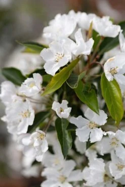 Malus ‘Admiration’ 7 Malus ‘Admiration’ -Tree Furnish Store 11772 15057 206c 683x1024 1