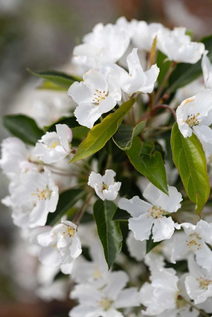 Malus ‘Admiration’ 4 Malus ‘Admiration’ - Image 2