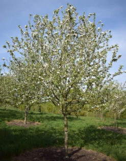 Malus Baccata -Tree Furnish Store 11773 12689 bac6 1 805x1024 1