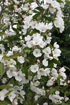 Malus Baccata -Tree Furnish Store 11773 12690 ca46 1 682x1024 1