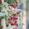 Malus Brevipes ‘Wedding Bouquet’ -Tree Furnish Store 11774 15292 eabb 683x1024 1