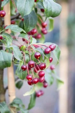 Malus Brevipes ‘Wedding Bouquet’