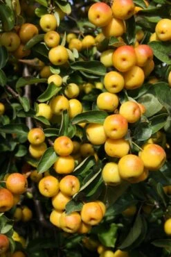 Malus ‘Butterball’ 8 Malus ‘Butterball’ -Tree Furnish Store 11775 683x1024 1