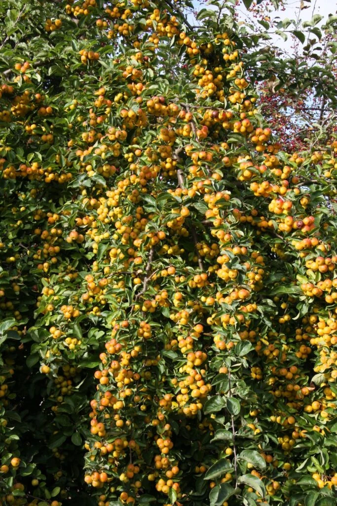 Malus ‘Butterball’ 7 Malus ‘Butterball’ - Image 5