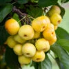 Malus ‘Butterball’ -Tree Furnish Store 11775 12835 d592 683x1024 1