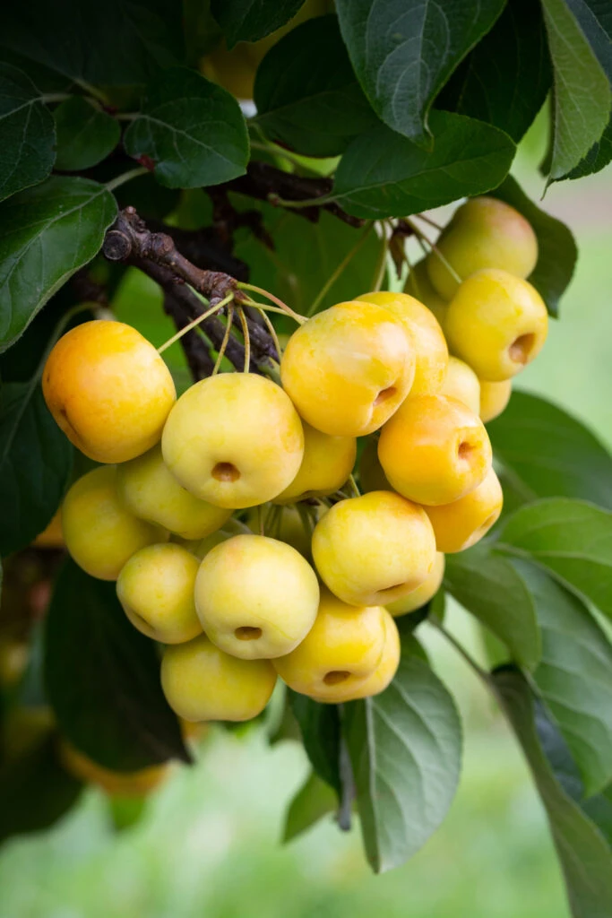 Malus ‘Butterball’ 3 Malus ‘Butterball’