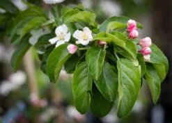 Malus ‘Butterball’ 10 Malus ‘Butterball’ -Tree Furnish Store 11775 14839 350f 1024x733 1