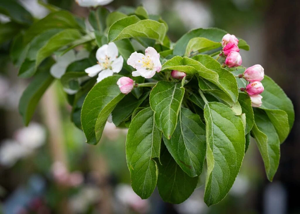 Malus ‘Butterball’ 6 Malus ‘Butterball’ - Image 4