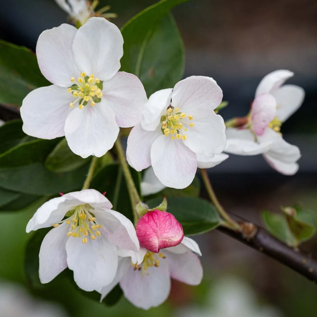 Malus ‘Butterball’ 5 Malus ‘Butterball’ - Image 3